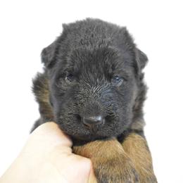 Couersy - Black and red female German Shepherd puppy in Lexington, Virginia from Buffelbach Farmstead Shepherds