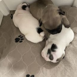 French Bulldog and Rottweiler Puppies from Von Darr Kennels