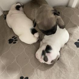 French Bulldog and Rottweiler Puppies from Von Darr Kennels