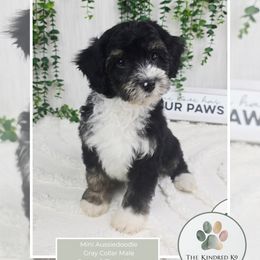 Guardian Home Opportunity - Black tri-color male Aussiedoodle puppy in Grand Rapids, Michigan from The Kindred K9