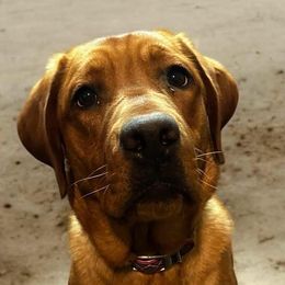 Chili - Yellow female Labrador Retriever puppy in Strafford, New Hampshire from Alley Rock Labradors, LLC