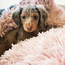 Dachshund Puppies from ForeversEdge Doxies