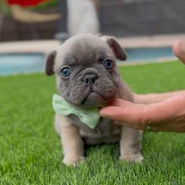 Neru - Blue fawn male French Bulldog puppy in Miami, Florida from Oceanside French Bulldogs