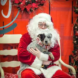 Anatolian Shepherd Dog and Australian Cattle Dog Puppies from 4D Cattle Dogs