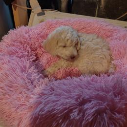 Poodle Puppies from Beverly Deornellis's Poodles