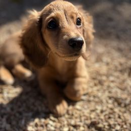 Charlotte - Cream female Dachshund puppy in West Plains, Missouri from Little Legs Legacy
