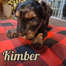 Kimber - Black and silver female Miniature Schnauzer puppy in Clemmons, North Carolina from Schnauzer Snobs