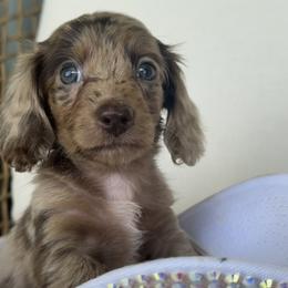 Cookie dough - Dapple female Dachshund puppy in Bentonville, Arkansas from T & D Dachshunds by design