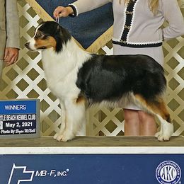 Nola - Australian Shepherd