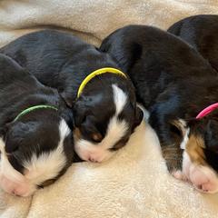 Bernese Mountain Dog Puppies from Willow Tree Berners
