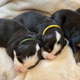 Bernese Mountain Dog Puppies from Willow Tree Berners