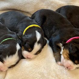 Bernese Mountain Dog Puppies from Willow Tree Berners
