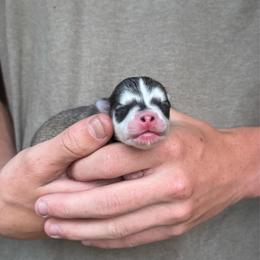 Boy 1 - Gray and white male Pomsky puppy in Grass Valley, California from Karalot Pomskies