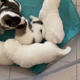 Akita Puppies from Gloe Akita's