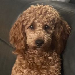 Blaze - Goldendoodle