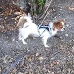 Shih Tzus from Denise's Shih Tzus