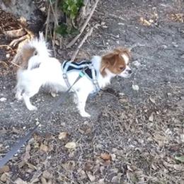 Shih Tzus from Denise's Shih Tzus