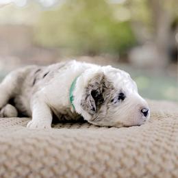 Goldendoodle and Sheepadoodle Puppies from Red River Goldendoodles