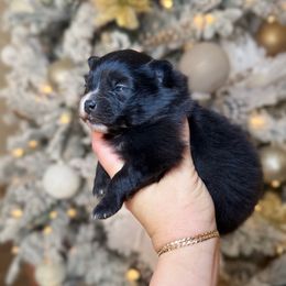 Berlin - Black male Pomeranian puppy in Phoenix, Arizona from Luxpomz