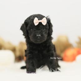 Pink Collar Girl - Black female Cavapoo puppy in Republic, Missouri from Red Skye Puppies