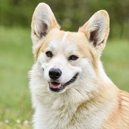 Scanlan - Pembroke Welsh Corgi