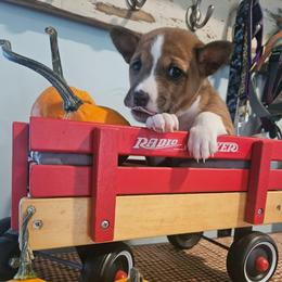 Ruby - Red and white female Basenji puppy in New Providence, Pennsylvania from Buck Iron Stables Kennel