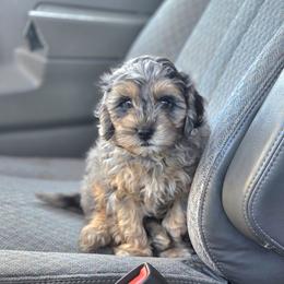 Cavapoo and Dachshund Puppies from Barnyard Dachshunds, Dals & Doodles
