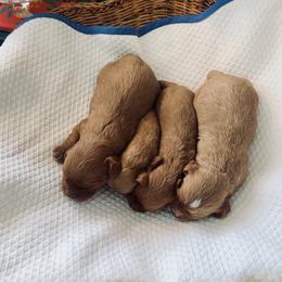 Cavalier King Charles Spaniel and Cavapoo Puppies from Primrose Pups