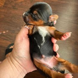 Jetta - Parti female Yorkshire Terrier puppy in Riverview, Texas from Luna's Treasures