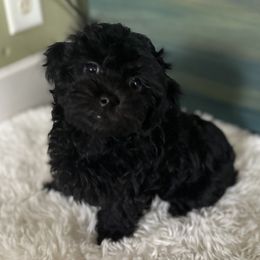 Raven - Black and white female Shichon puppy in Grand Rapids, Michigan from Great Lakes Teddy Bear Dogs