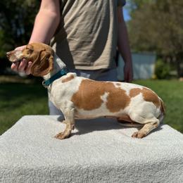 Maggie - Dachshund