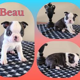 Beau - Seal and white male Boston Terrier puppy in Rogersville, Alabama from Angel's Boston Terriers and French Bulldog