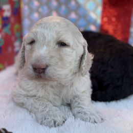 Goldendoodle Puppies from Arizona Doodles