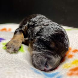 Goldendoodle and Poodle Puppies from SnickerDoodlePups