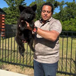 Male - Black male German Shepherd puppy in Twin Lake, Michigan from Drago Team ~ Michigan K9