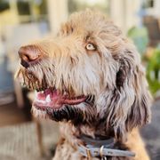 Maggie - Poodle
