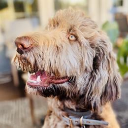 Maggie - Poodle