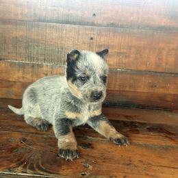 Boy 5 - Blue speckled male Australian Cattle Dog puppy in Mooresboro, North Carolina from Grog Creek Kennel