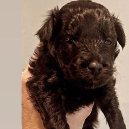 Boy 2 - Aussiedoodle puppy in Sandy, Oregon from MC Doodles