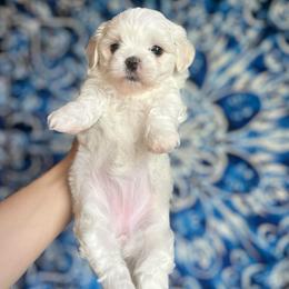Colette - White and lemon female Maltese puppy in Montclair, California from House of Paws Kennel