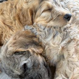 Goldendoodle Puppies from Rosie's Doodle Den
