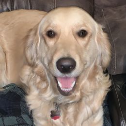 lola - Golden Retriever
