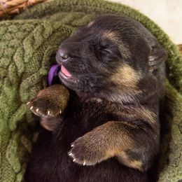 German Shepherd Puppies from Platz German Shepherds