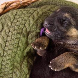 German Shepherd Puppies from Platz German Shepherds