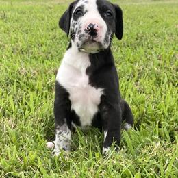 Great Dane Puppies from Virginia Great Danes