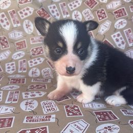 Boy 1 - Black and tan male Pembroke Welsh Corgi puppy in Douglas, Georgia from Delgado’s Corgi’s