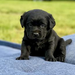 Navy - Black female Labrador Retriever puppy in Baldwin City, Kansas from Hedge Lane Labradors