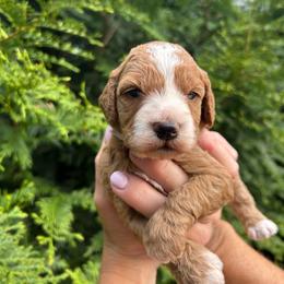 G2 - Red and white female Cockapoo puppy in Strasburg, Pennsylvania from Dana's Domain Cockapoos