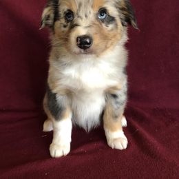 "Ruby x Ben" Australian Shepherd Puppies from Cedar Creek Farm
