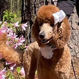 Goldendoodle and Poodle Puppies from Garden of Weedin
